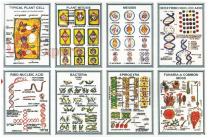 BOTANY II (Set of 8)